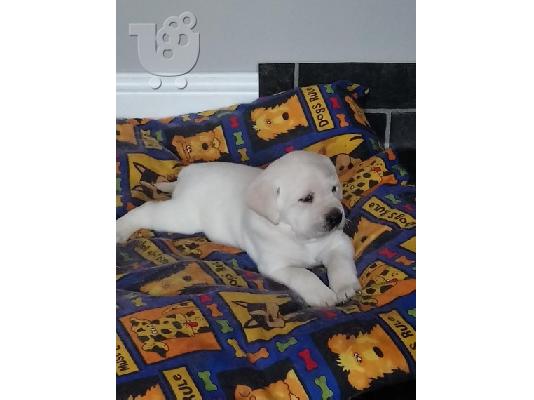 PoulaTo:  KC εγγεγραμμένος αλεπού κόκκινο labrador